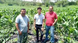 Recorrido de verificación a parcelas piloto de maíz con fertilizante orgánico