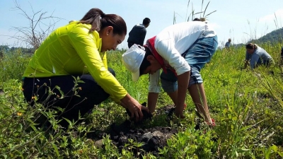 AYUNTAMIENTO INVITA A REFORESTACIÓN EN EL CURUTARÁN