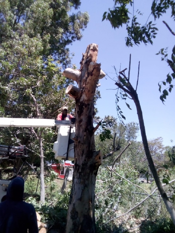 SE ATIENDEN SOLICITUDES DE PODAS DE ÁRBOLES CON UN RIESGO LATENTE