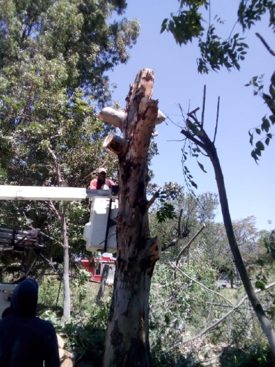 SE ATIENDEN SOLICITUDES DE PODAS DE ÁRBOLES CON UN RIESGO LATENTE