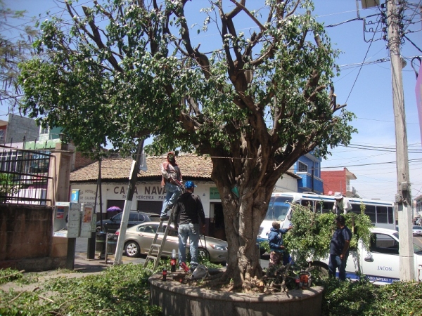 REALIZAN PODA DE ÁRBOLES FICUS EN ZONA CENTRO DE LA CIUDAD