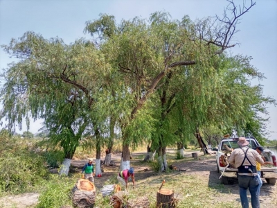 Gobierno de Jacona realiza labores de poda de árboles que representan algún riesgo