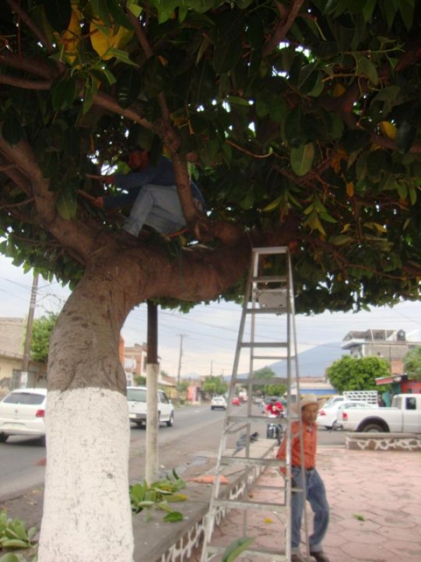 MANTENIMIENTO Y PODA DE ÁRBOLES EN LA PLAZUELA SAN JOSÉ DE JACONA