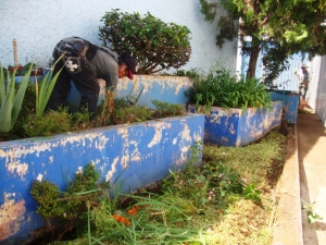 Mantenimiento a Jardines  en Espacios Públicos de Jacona