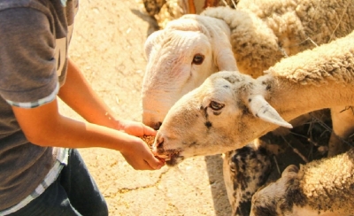 PROMOVERÁN CUIDADO DE ANIMALES A NIÑOS A TRAVÉS DE LA FERIA EN JACONA