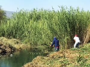 GOBIERNO MUNICIPAL REALIZA MANTENIMIENTO EN LAGOS DE JACONA