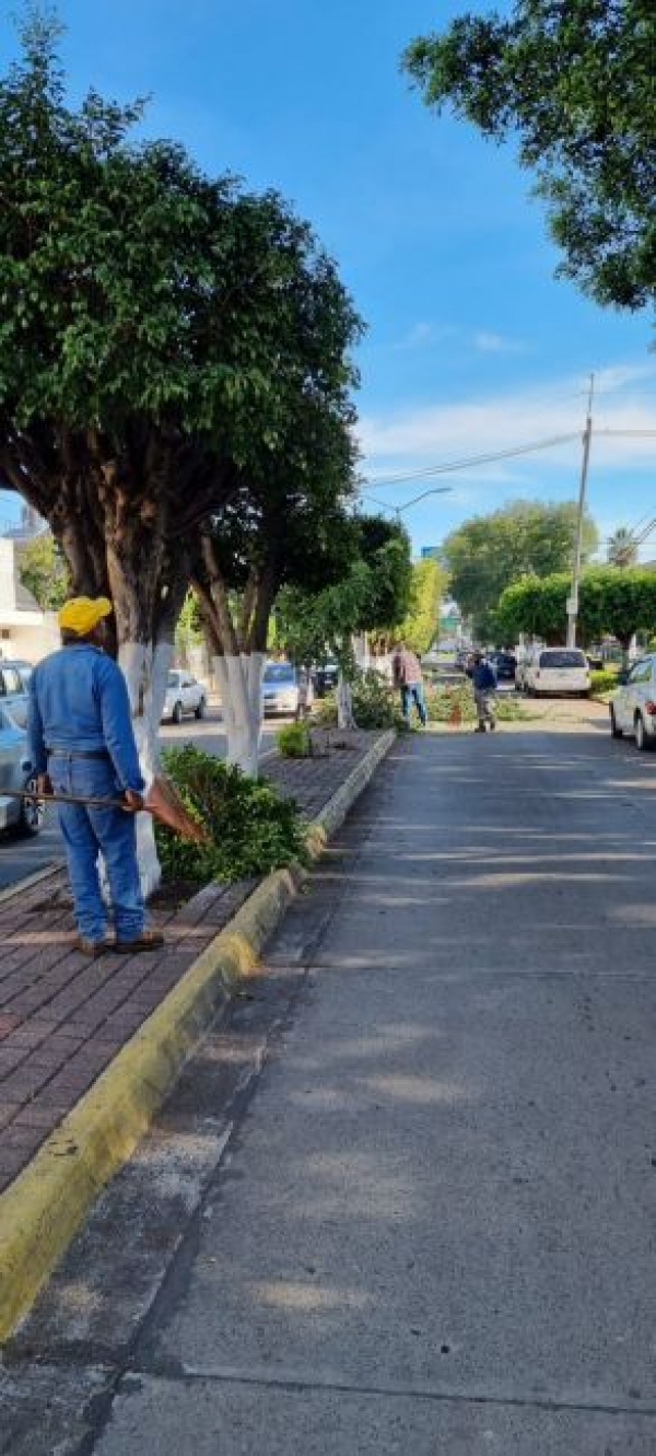 Para evitar accidentes continúa poda de árboles en la calle Constitución