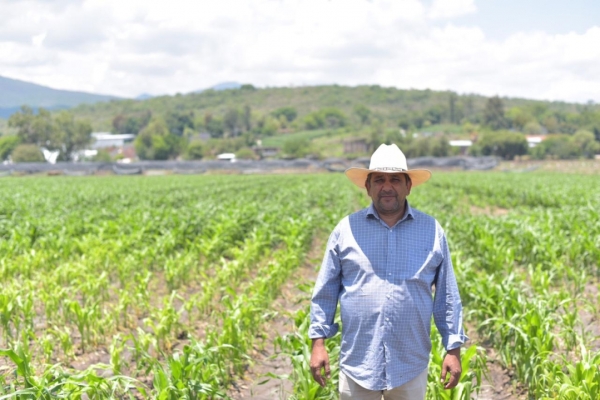 REALIZARÁN PROGRAMA PILOTO CON APLICACIÓN DE FERTILIZANTE ORGÁNICO EN PARCELAS DE MAÍZ