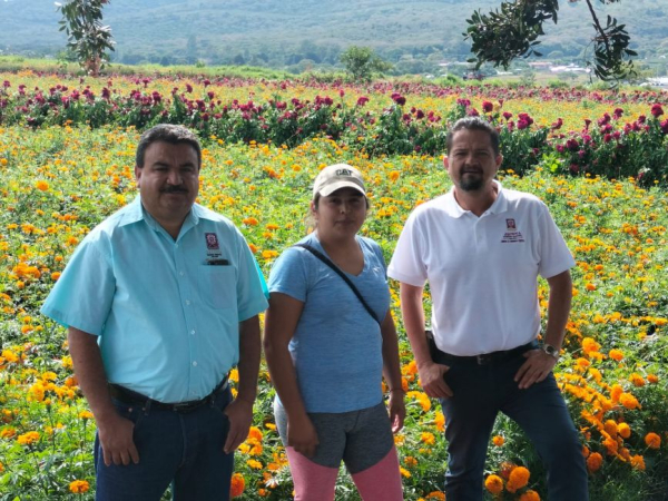 Impulsa Gobierno de Jacona venta de Flor de Cempasúchil