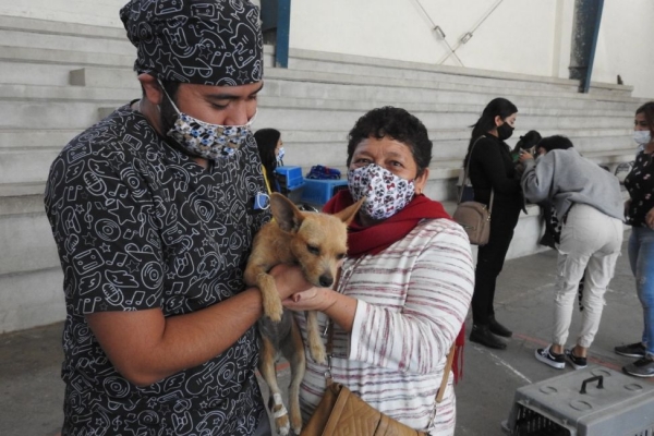 Exitosa campaña de esterilización para perros y gatos