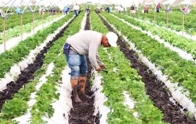 PIDEN A PRODUCTORES AGRÍCOLAS EN JACONA REPORTAR SINIESTROS