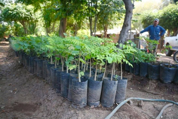 En Jacona germinan arbolitos para próxima reforestación y/o donación