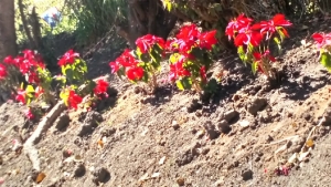 RECUPERAN PLANTAS DE NOCHEBUENA COLOCADAS EN PLAZA DE JACONA Y OTROS PUNTOS