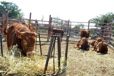 PRODUCTORES DE JACONA ELIGEN NUEVA MESA DIRECTIVA DE LA ASOCIACIÓN GANADERA