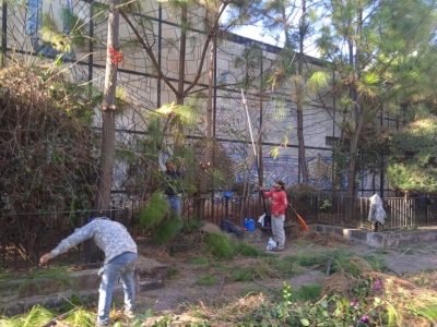 Se realizaron trabajos de poda de los árboles que se encuentran en el patio del atrio por petición de las autoridades eclesiásticas y para prevenir accidentes