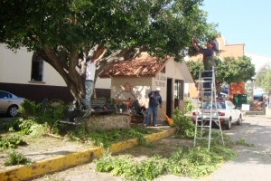 PODAN ÁRBOLES EN CAMELLÓN DE CALLE PLANCARTE ZONA CENTRO DE JACONA