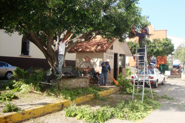 PODAN ÁRBOLES EN CAMELLÓN DE CALLE PLANCARTE ZONA CENTRO DE JACONA