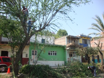 PODA DE ÁRBOLES, CASANGUEO Y LIMPIEZA DONDE PASARÁ VIACRUCIS